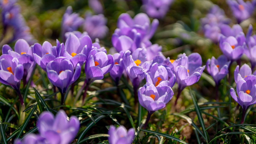 Saffron The Natural Mood Enhancer
