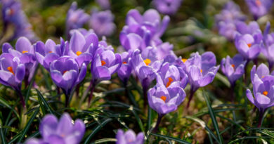 Saffron The Natural Mood Enhancer