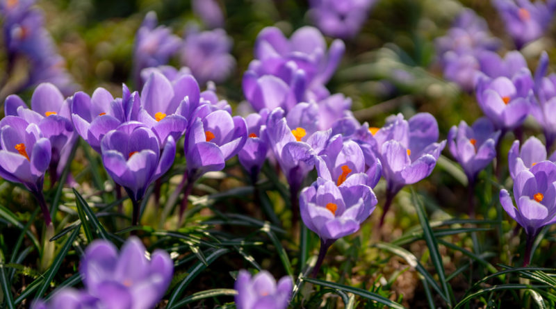 Saffron The Natural Mood Enhancer