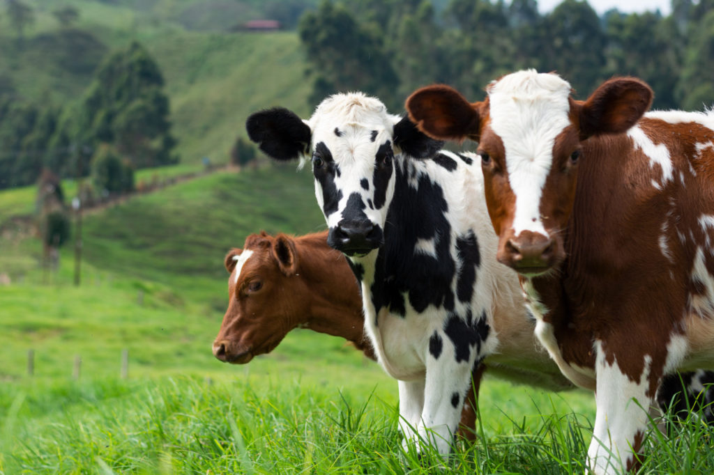 Alzheimer’s Disease vs. Mad Cow Disease