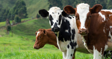 Alzheimer’s Disease vs. Mad Cow Disease