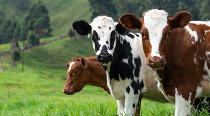 Alzheimer’s Disease vs. Mad Cow Disease