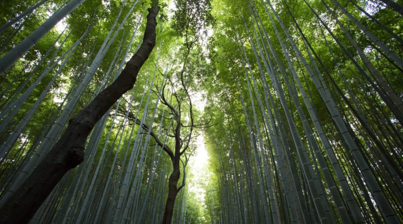 About Green Self Care