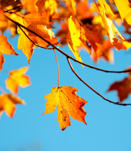 Empowering Anti-Aging