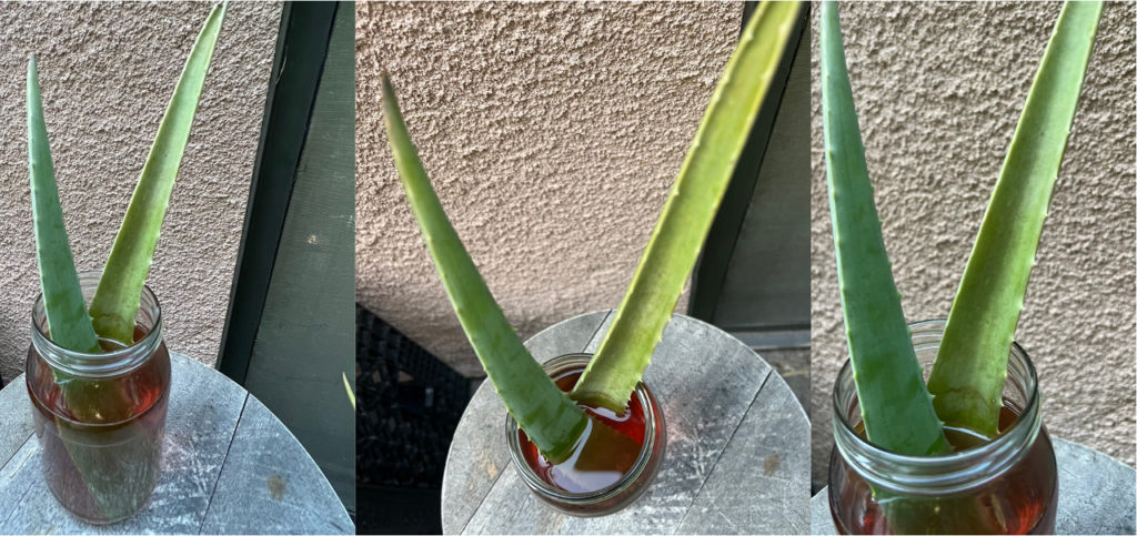How To Use Fresh Aloe Vera For Health And Beauty