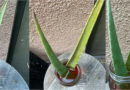 How To Use Fresh Aloe Vera For Health And Beauty