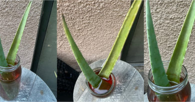 How To Use Fresh Aloe Vera For Health And Beauty