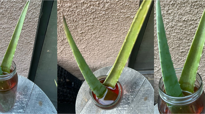 How To Use Fresh Aloe Vera For Health And Beauty