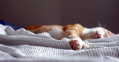 Health Benefits Of Sleep